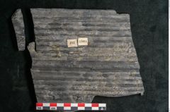 Foto (Detailansicht) von Sigillaria elongata Brongniart (NHMW-GEO-2024-0188-11064)